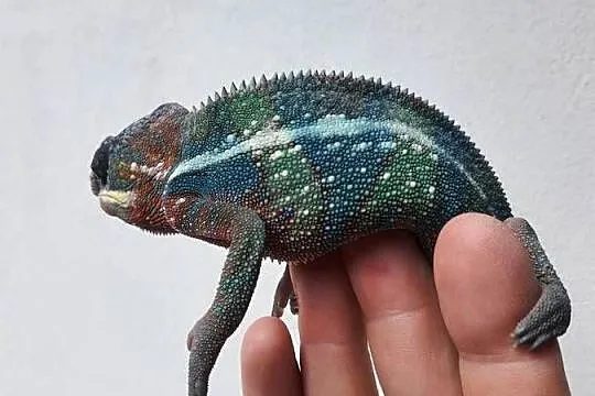 kameleon lamparci ambilobe red bar samiec, Kujawsko-pomorskie, Włocławek