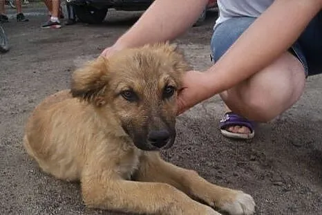 Dwa szczeniaki po mamie w typie bernardyna do adop