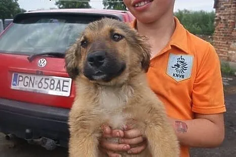 Dwa szczeniaki po mamie w typie bernardyna do adop