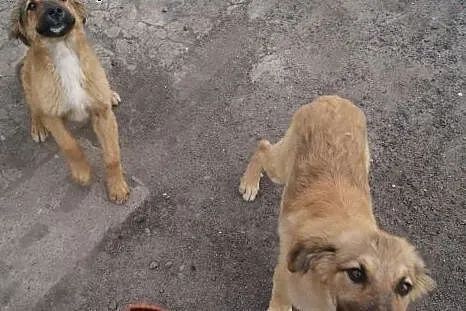 Dwa szczeniaki po mamie w typie bernardyna do adop