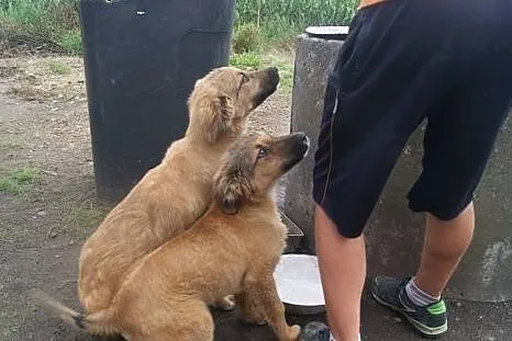Dwa szczeniaki po mamie w typie bernardyna do adop