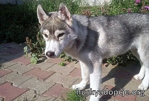 ARAK- kochany szczeniak husky do adopcji, małopol