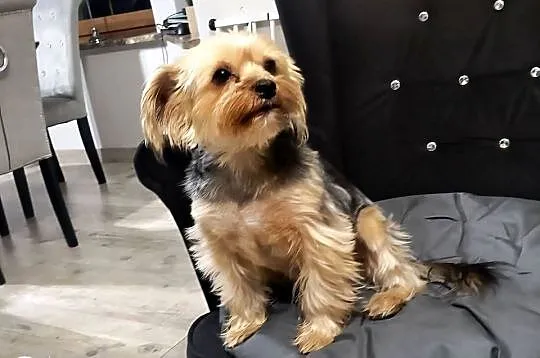 Yorkshire Terrier, Kujawsko-pomorskie, Turznice