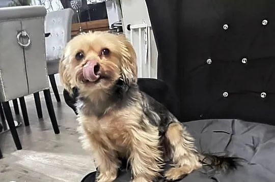 Yorkshire Terrier, Kujawsko-pomorskie, Turznice