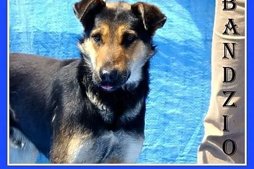 W typie owczarka,duży,przyjazny,wesoły,młody pies BANDZIO.Adopcja,  małopolskie Kraków