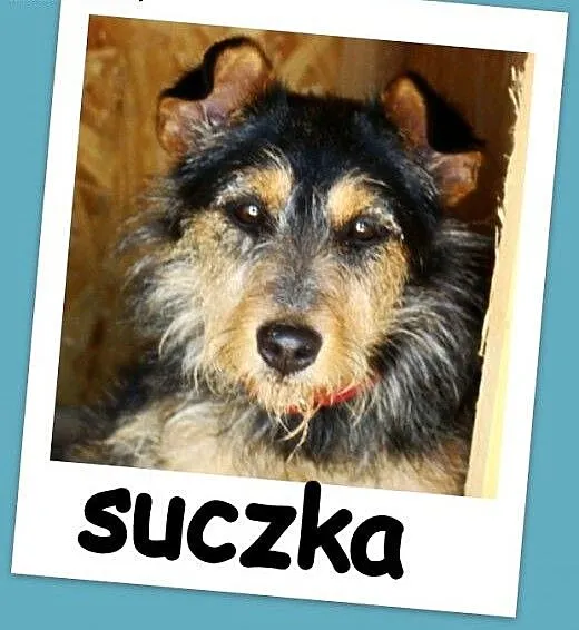 Filigranowa,szorstkowłosa sunia DĘBINKA,wesoła,prz