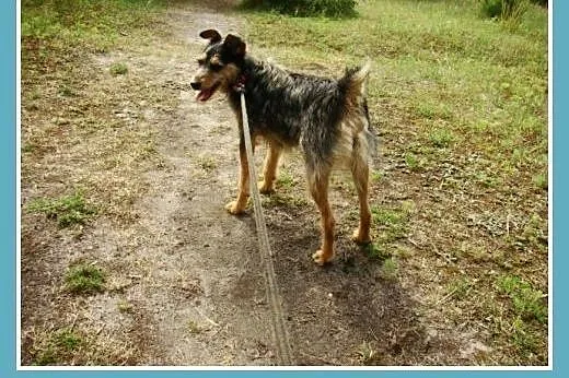 Filigranowa,szorstkowłosa sunia DĘBINKA,wesoła,prz