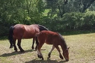 Sprzedam klacz zimnokwista zrebna że zrubko, Mazowieckie, Gąbin