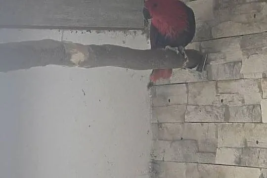 Lory Wielkie para 3 letnia, Wielkopolskie, Ostrów Wielkopolski