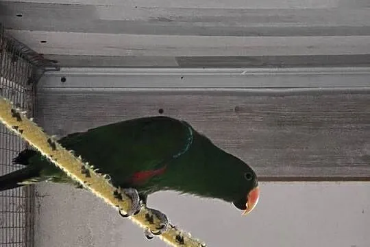 Lory Wielkie para 3 letnia, Wielkopolskie, Ostrów Wielkopolski