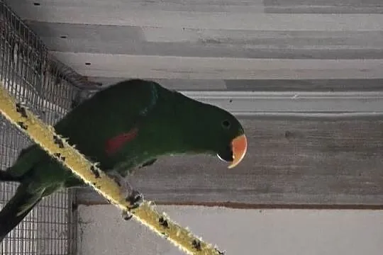 Lory Wielkie para 3 letnia, Wielkopolskie, Ostrów Wielkopolski