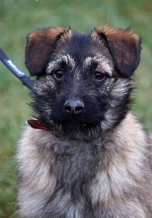 Nana młoda sunia do adopcji, Kundelki cała Polska