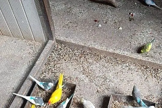 Sprzeda modrolotki żółte, faliste, Wielkopolskie, Opalenica