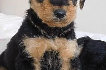 Zarejestrowany Airedale Terrier, Terespol
