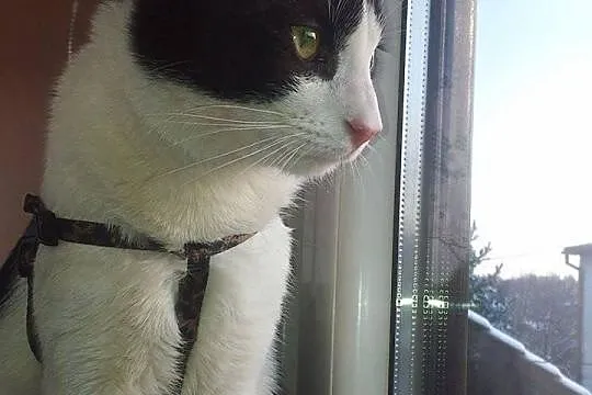 Wyjątkowy Feliks! Szukamy DS lub chociaż DT!