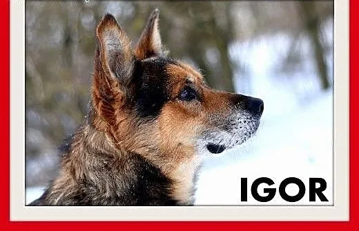 IGOR,mini owczarek,przyjazny,towarzyski,wesoły pie
