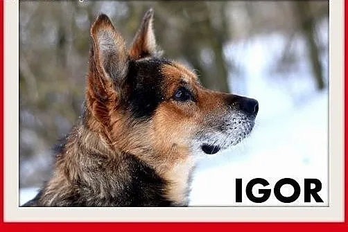 IGOR,mini owczarek,przyjazny,towarzyski,wesoły pie