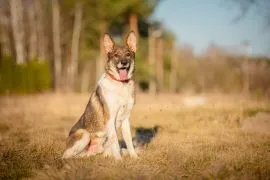 Czesmir - wpatrzony w człowieka, łagodny, kochany psiak BŁAGA o dom!  Czesmir - pies, który człowiek