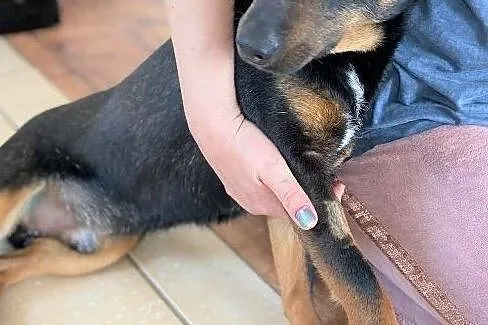 JOGI przymilny energiczny piesek szuka domu, Wielkopolskie, Poznań