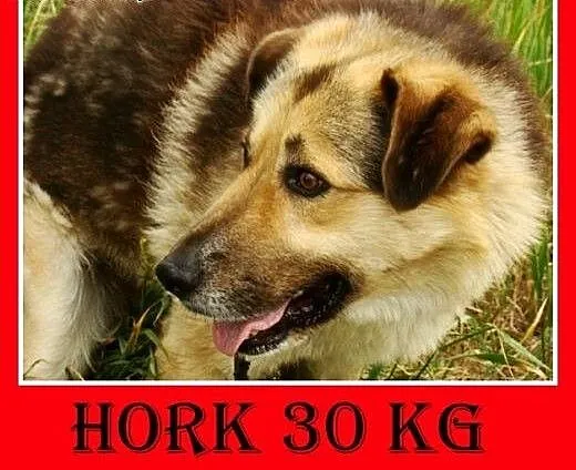Duży,przyjazny,spokojny,łagodny pies HORK.Adopcja,