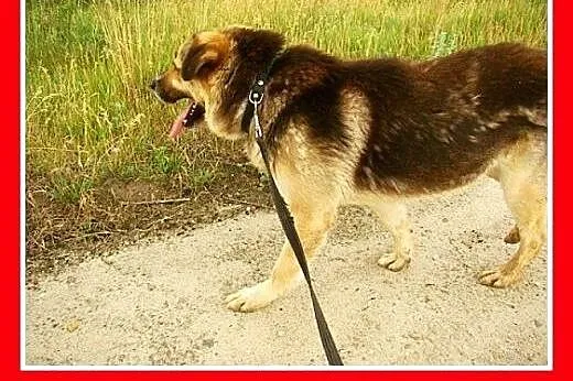 Duży,przyjazny,spokojny,łagodny pies HORK.Adopcja,