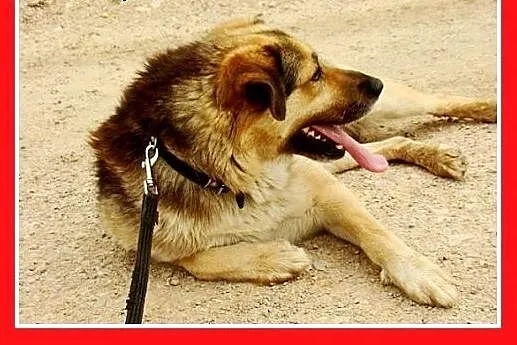 Duży,przyjazny,spokojny,łagodny pies HORK.Adopcja,