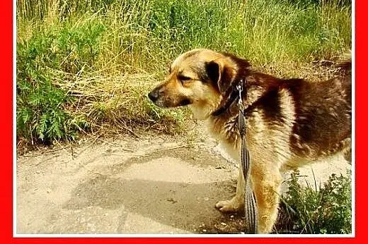 Duży,przyjazny,spokojny,łagodny pies HORK.Adopcja,