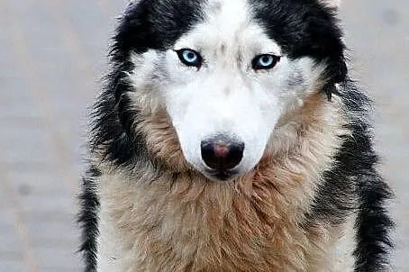 SKY, bo ma w oczach Blue Skay