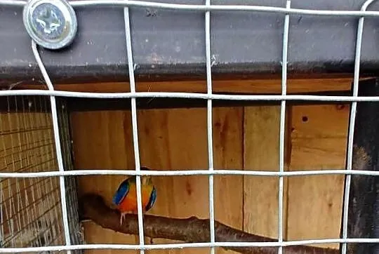 Łąkówka turkusowa