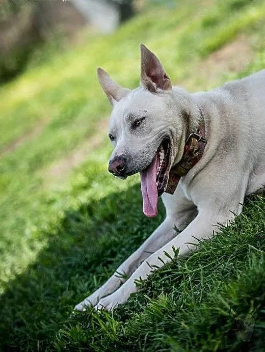 Mlodziutka Cleo do adopcji., Pozostałe rasy cała