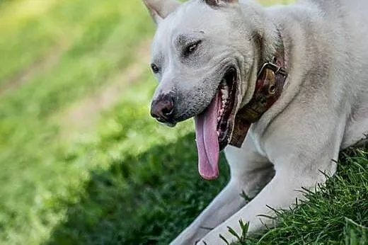 Mlodziutka Cleo do adopcji.,  Pozostałe rasy cała 