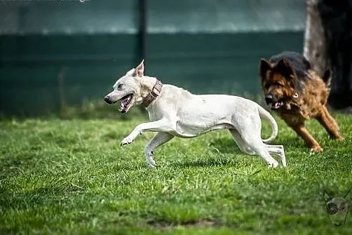 Mlodziutka Cleo do adopcji.,  Pozostałe rasy cała 