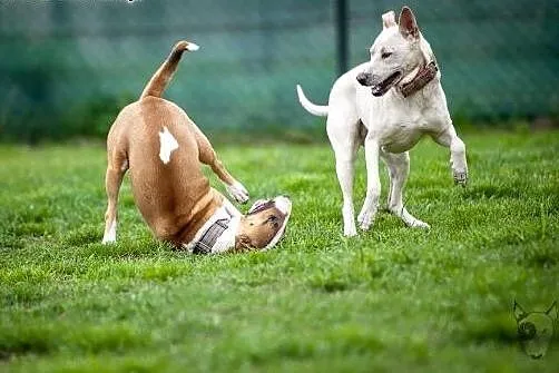 Mlodziutka Cleo do adopcji.,  Pozostałe rasy cała 