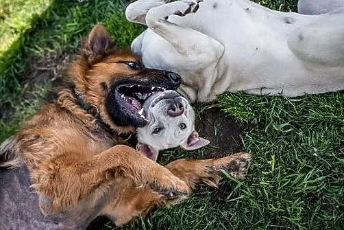 Mlodziutka Cleo do adopcji.,  Pozostałe rasy cała 