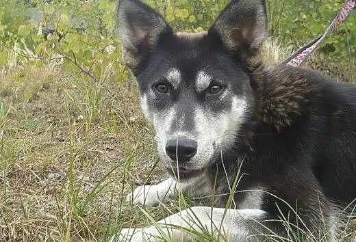 Foka - energiczna, roczna suczka mix husky i owcza