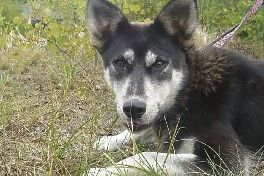 Foka - energiczna, roczna suczka mix husky i owcza