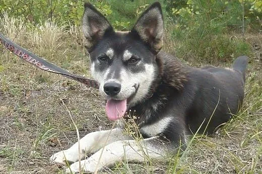 Foka - energiczna, roczna suczka mix husky i owcza