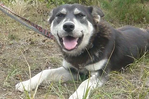 Foka - energiczna, roczna suczka mix husky i owcza
