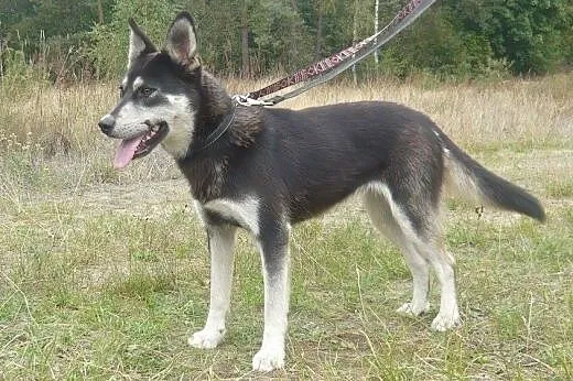 Foka - energiczna, roczna suczka mix husky i owcza