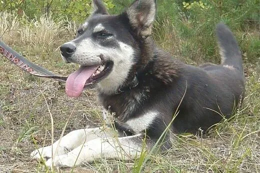 Foka - energiczna, roczna suczka mix husky i owcza