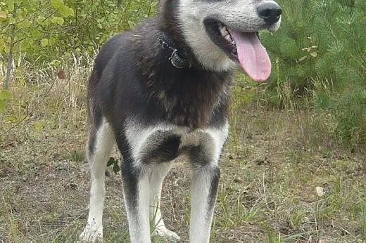 Foka - energiczna, roczna suczka mix husky i owcza