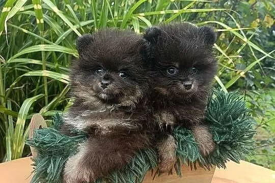 Wzorcowy Mały szpic o wyjątkowy umaszczeniu Black and tan rodzice FCI