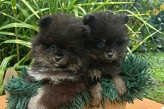 Wzorcowy Mały szpic o wyjątkowy umaszczeniu Black and tan rodzice FCI, Opolskie, Krapkowice