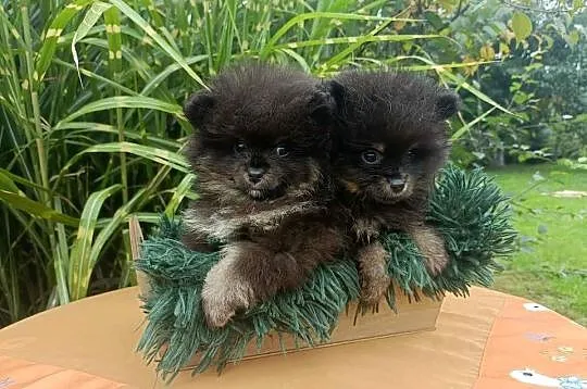 Wzorcowy Mały szpic o wyjątkowy umaszczeniu Black and tan rodzice FCI, Opolskie, Krapkowice