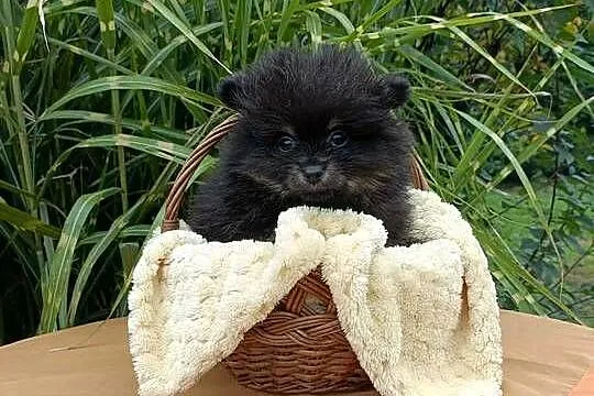 Wzorcowy Mały szpic o wyjątkowy umaszczeniu Black and tan rodzice FCI, Opolskie, Krapkowice