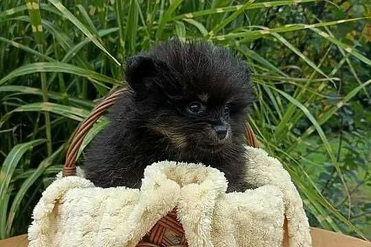 Wzorcowy Mały szpic o wyjątkowy umaszczeniu Black and tan rodzice FCI, Opolskie, Krapkowice