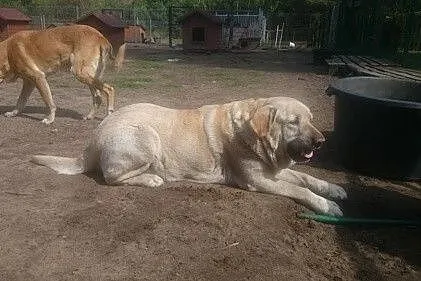 Spot - cudowny labrador od pięciu lat czeka na dom
