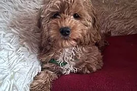 Suczka cockapoo mama cocker spaniel tata pudel toy badania genetyczne