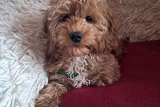 Suczka cockapoo mama cocker spaniel tata pudel toy badania genetyczne