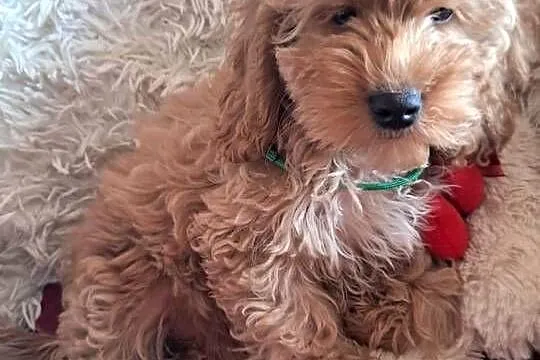 Suczka cockapoo mama cocker spaniel tata pudel toy badania genetyczne, Świętokrzyskie, Busko-Zdrój